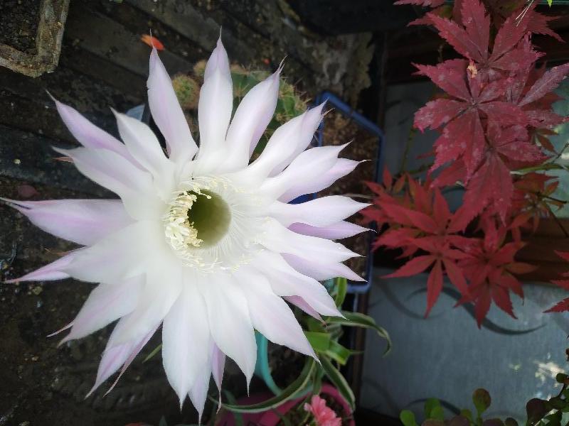  Fiore Echinopsis Oxygena.jpg